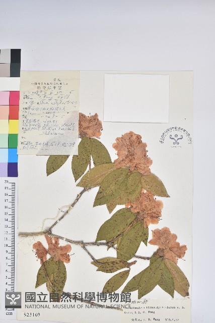 凸脈杜鵑藏品圖，第1張