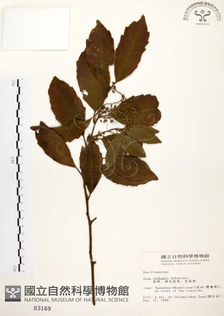 鼠刺藏品圖，第1張