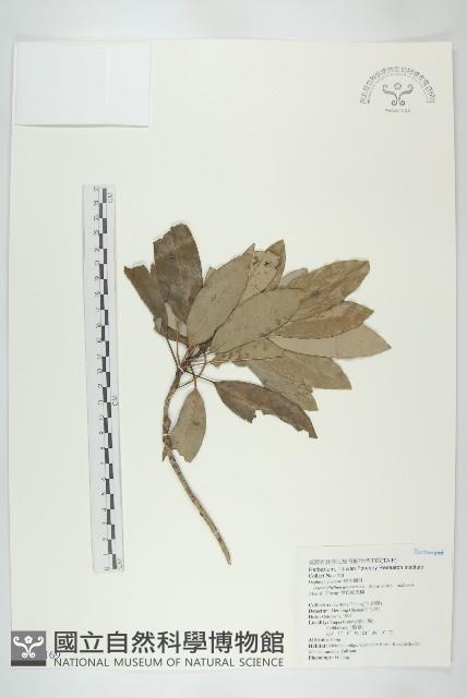 耿氏虎皮楠藏品圖，第1張