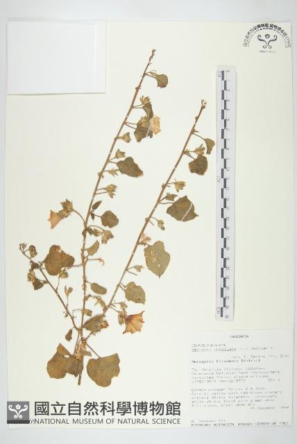 毛姬旋花藏品圖，第1張