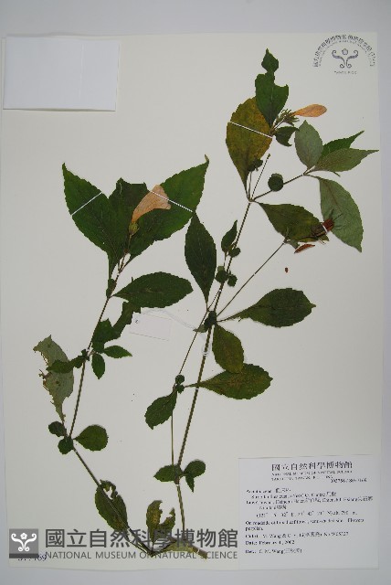 臺灣馬藍藏品圖，第1張