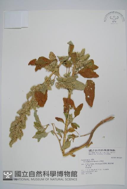 反枝莧藏品圖，第1張