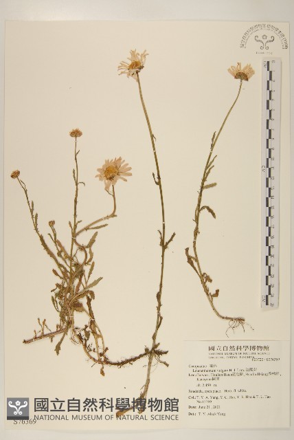 法國菊藏品圖，第1張