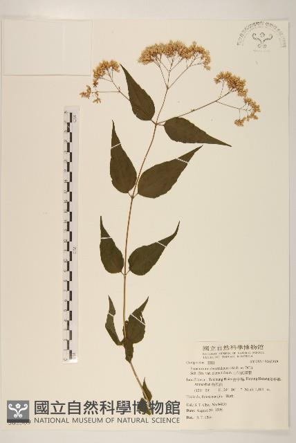 田代氏澤蘭藏品圖，第1張