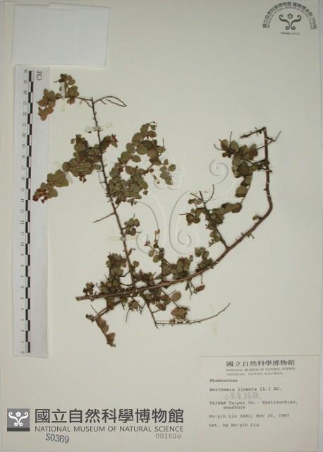 小葉黃鱔藤藏品圖，第1張