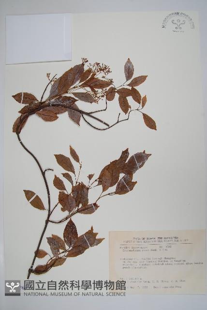 酸藤藏品圖，第1張