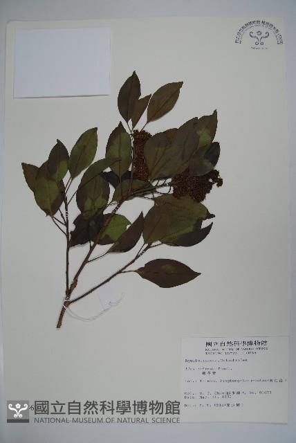 鐵冬青藏品圖，第1張