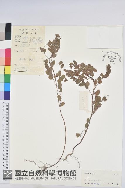 小返魂藏品圖，第1張