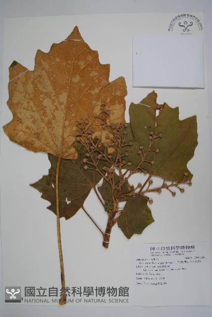 華參、裡白八角金盤藏品圖，第1張