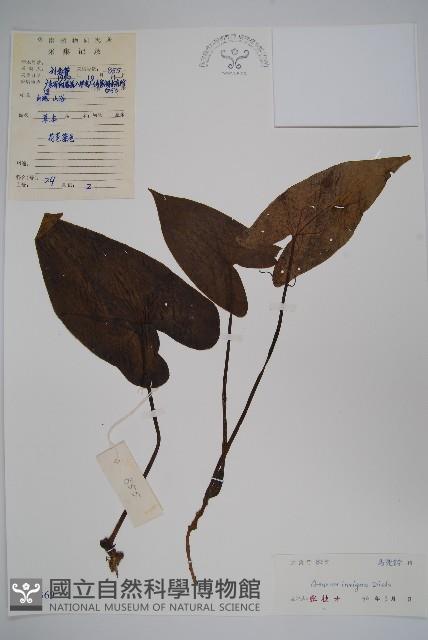 金耳環藏品圖，第1張