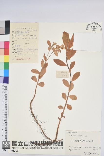 長圓葉大戟藏品圖，第1張