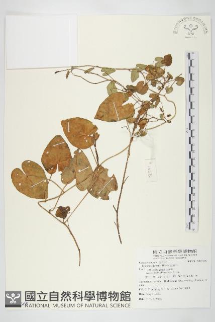 海牽牛藏品圖，第1張