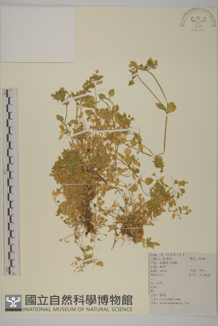 繁縷藏品圖，第1張