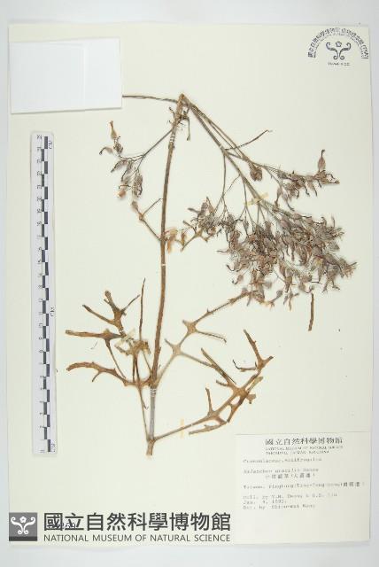 小燈籠草、大還魂藏品圖，第1張