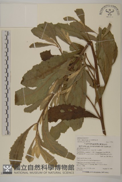 七里明艾納香藏品圖，第1張