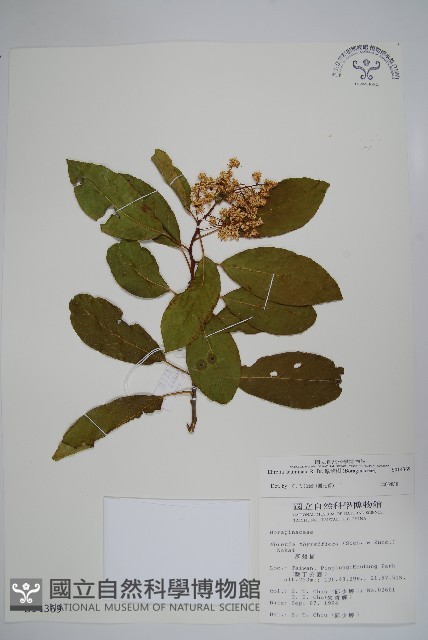 厚殼樹藏品圖，第1張
