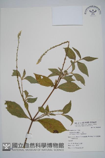 紫莖牛膝、台灣牛膝藏品圖，第1張