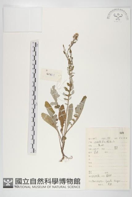 泥胡菜藏品圖，第1張