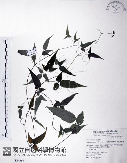 森氏鐵線蓮藏品圖，第1張