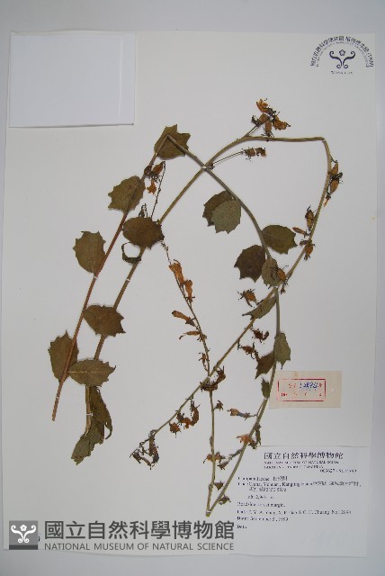 登錄號:S074369藏品圖，第1張