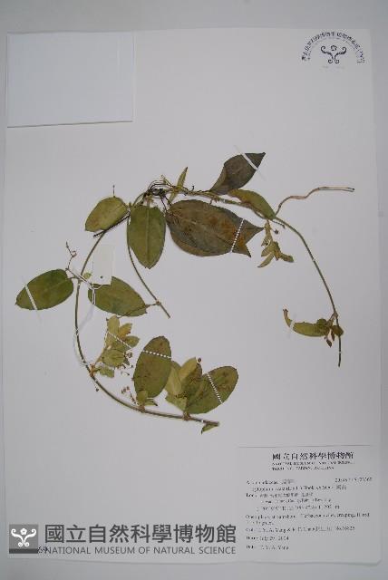 鷗蔓藏品圖，第1張