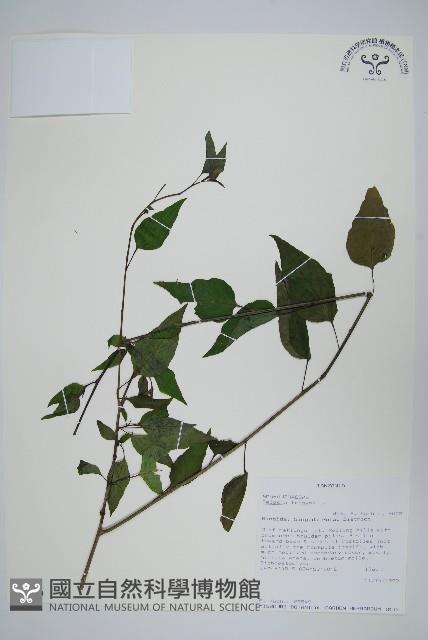 登錄號:S093369藏品圖，第1張
