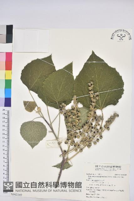 蟲屎藏品圖，第1張