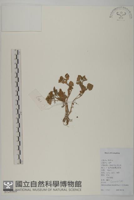 茯苓菜藏品圖，第1張