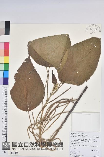 臺灣鐵莧藏品圖，第1張