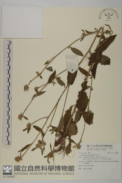 杓兒菜藏品圖，第1張