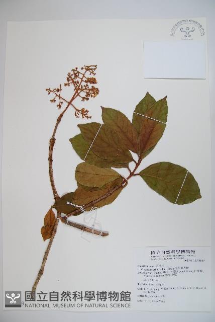 著生珊瑚樹藏品圖，第1張