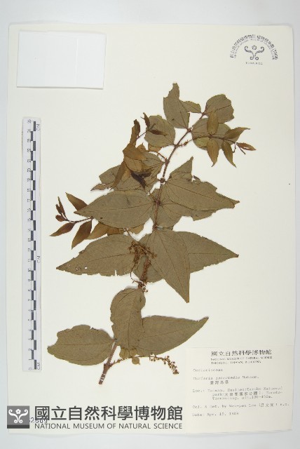 臺灣馬桑藏品圖，第1張