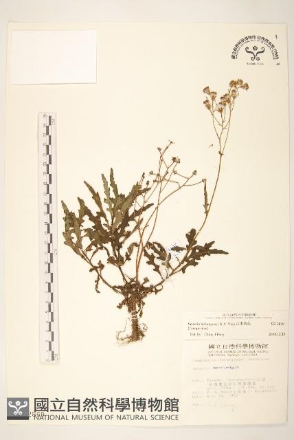 台東黃菀藏品圖，第1張