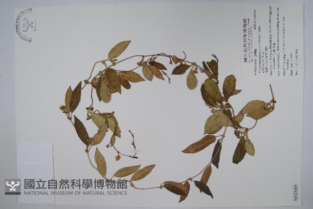 臺灣牛皮消、臺灣白薇藏品圖，第1張