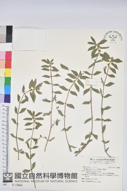 飛揚草藏品圖，第1張