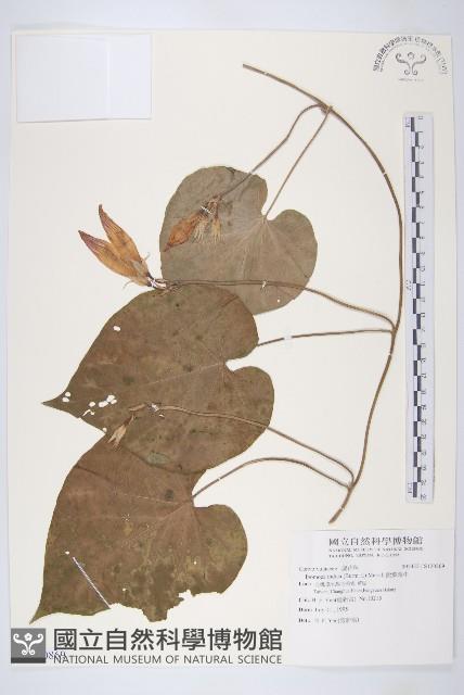 銳葉牽牛藏品圖，第1張