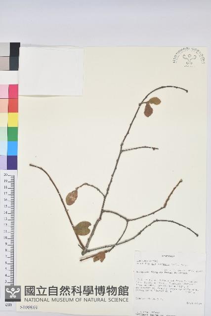登錄號:S100869藏品圖，第1張