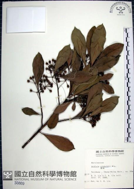 樹杞藏品圖，第1張