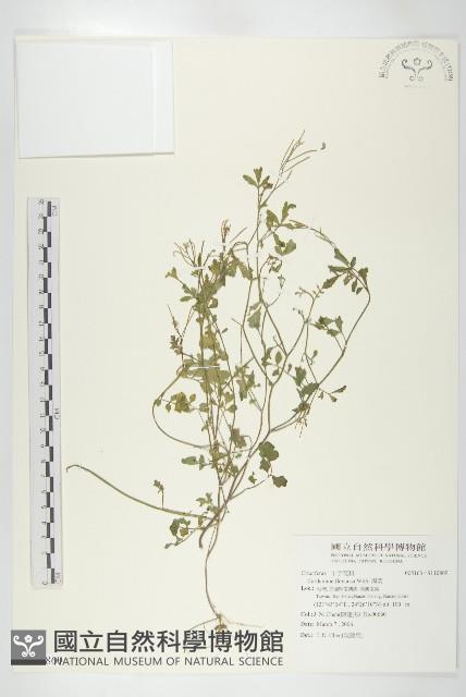 焊菜藏品圖，第1張