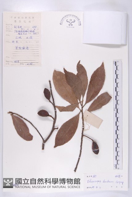 冬桃藏品圖，第1張