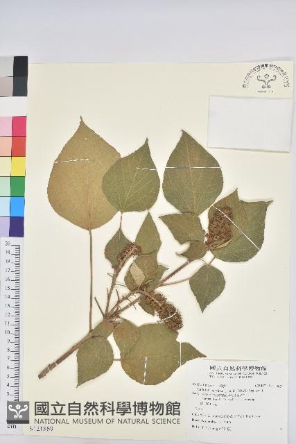 野桐藏品圖，第1張