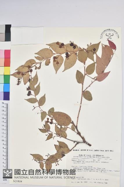 白珠樹藏品圖，第1張