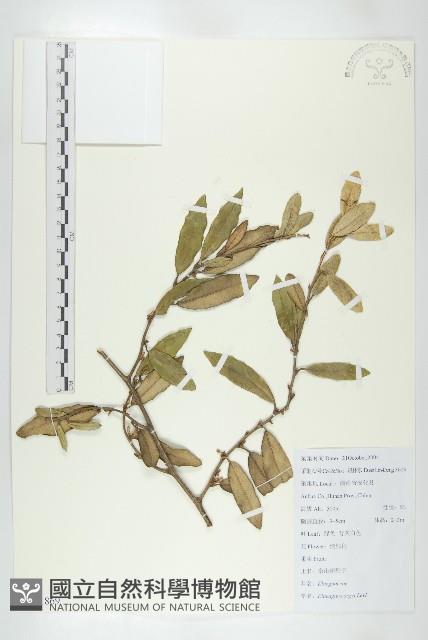 余山羊奶子藏品圖，第1張