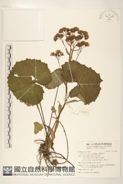 臺灣款冬藏品圖，第1張