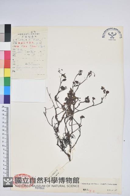 毛葉吊鐘花藏品圖，第1張