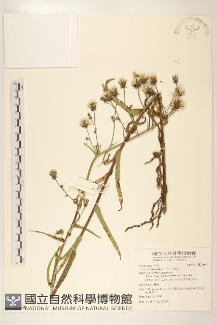 毛蓮菜藏品圖，第1張