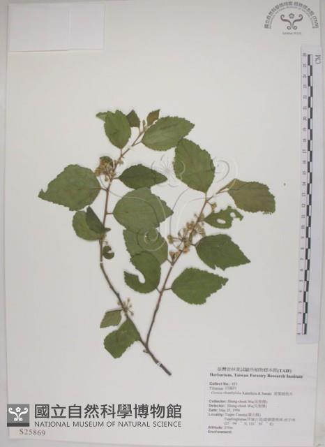 菱葉捕魚木藏品圖，第1張