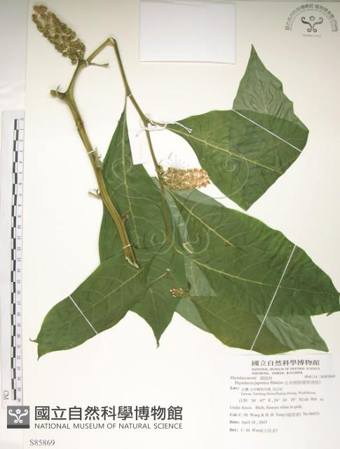 日本商陸、圓果商陸藏品圖，第1張