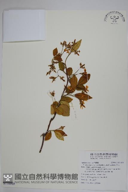 絡石藏品圖，第1張