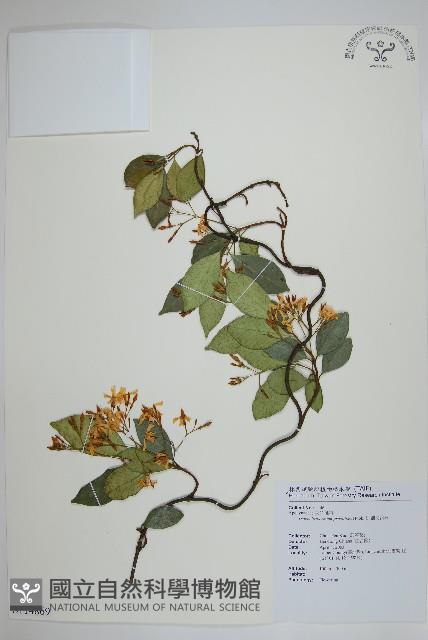 細梗絡石藏品圖，第1張